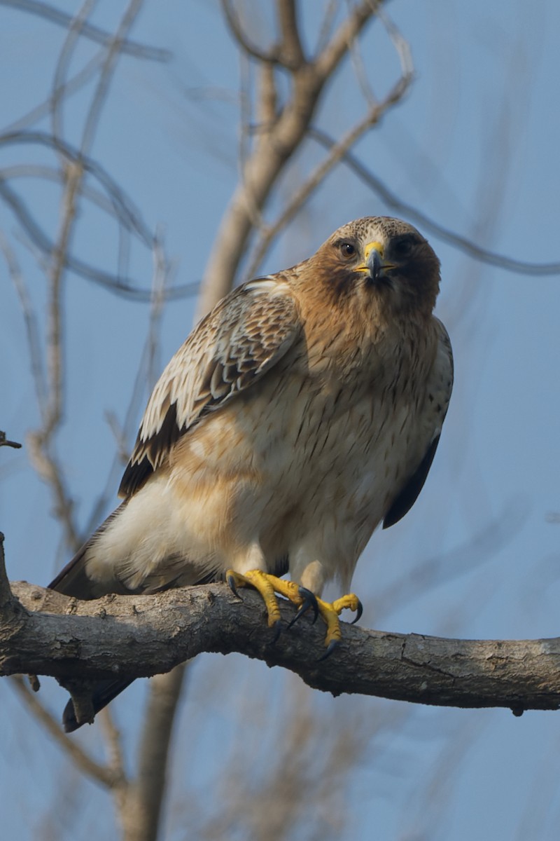 ML276023251 - Booted Eagle - Macaulay Library