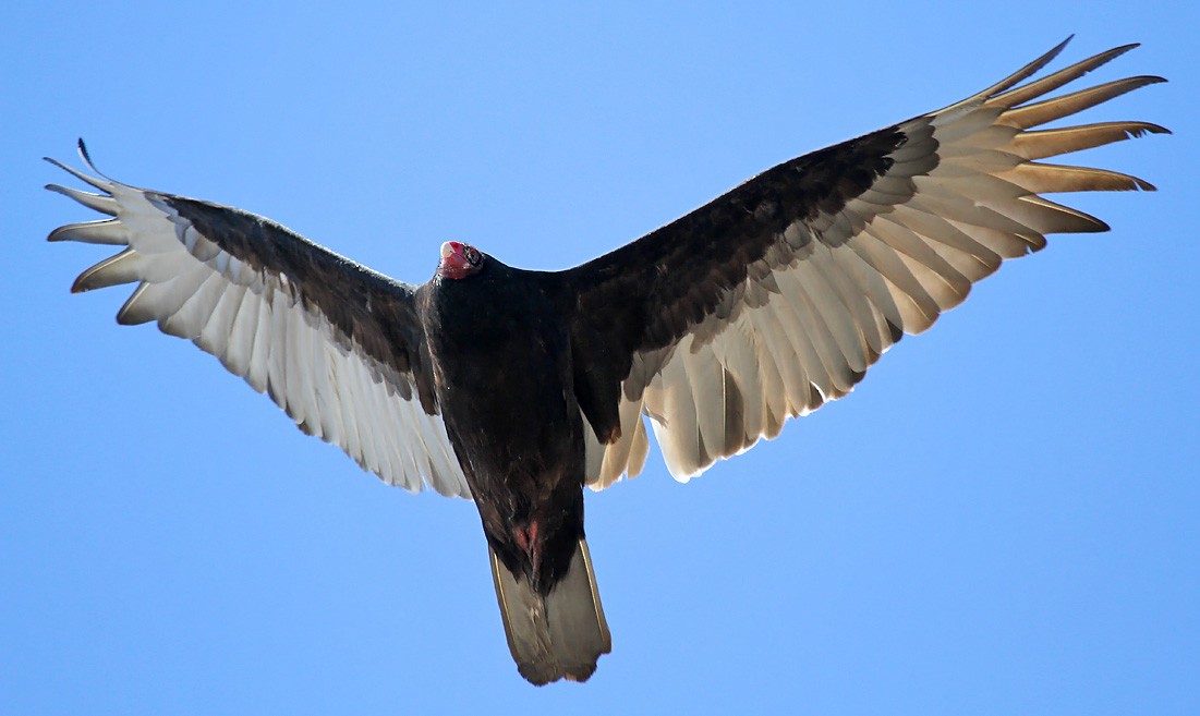Turkey Vulture - Ryan Brady