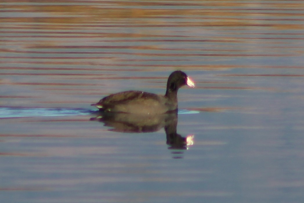 American Coot (Red-shielded) - ML276036211