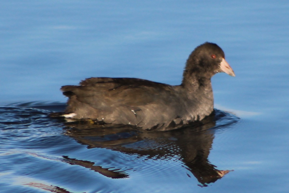 American Coot (Red-shielded) - ML276036261
