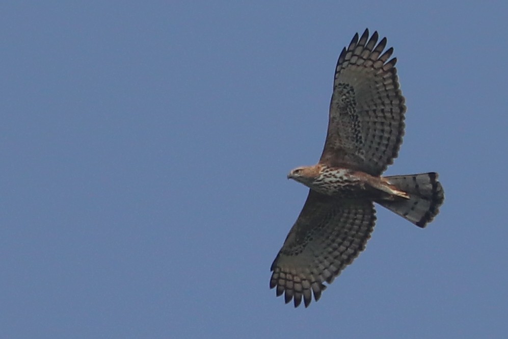 Changeable Hawk-Eagle (Crested) - Srinivas S