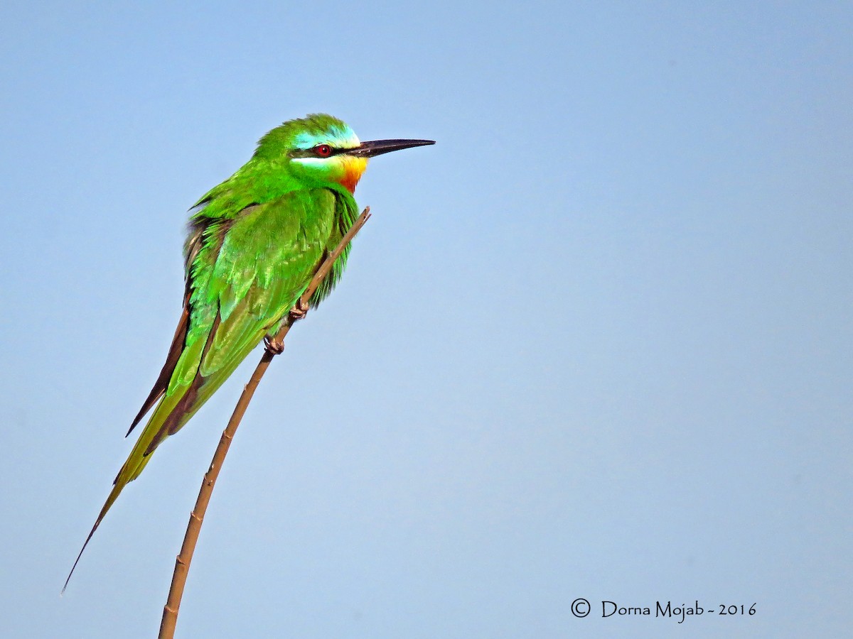 Blue-cheeked Bee-eater - ML27605101