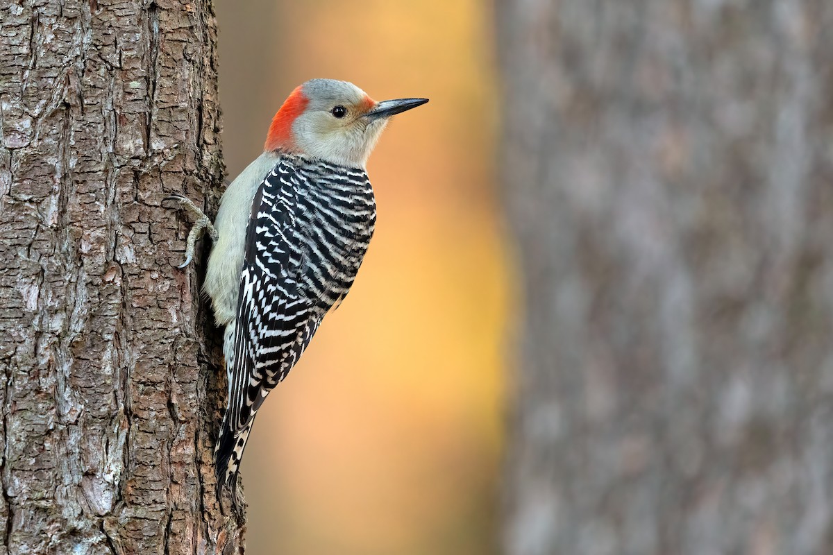 Red-bellied Woodpecker - ML276052221