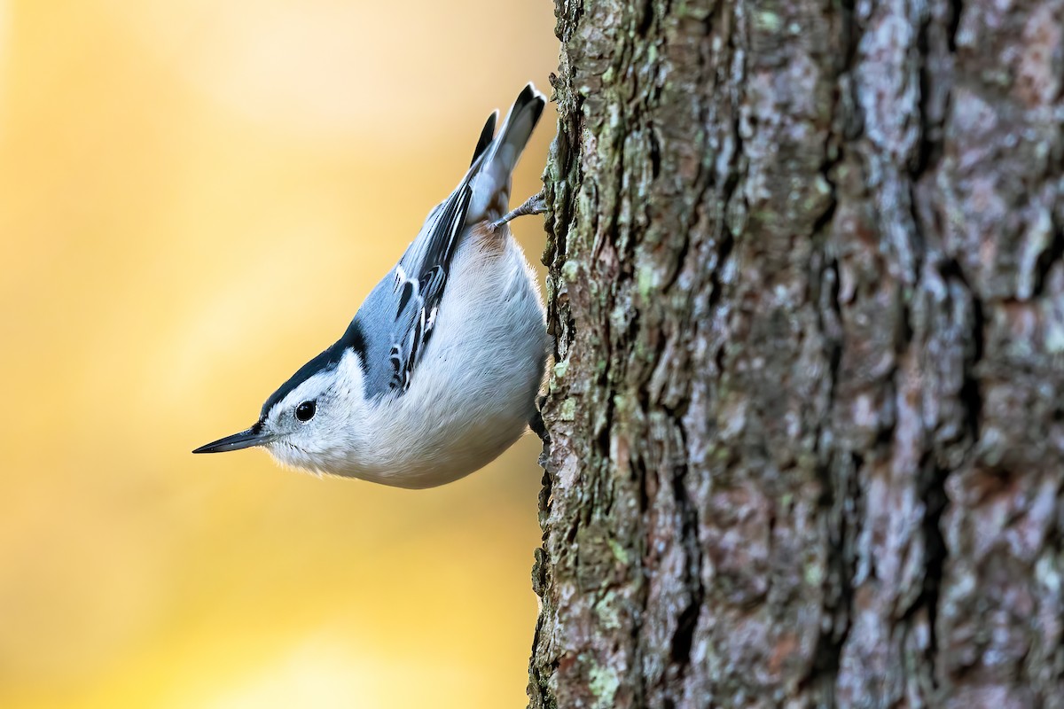 White-breasted Nuthatch - Brad Imhoff