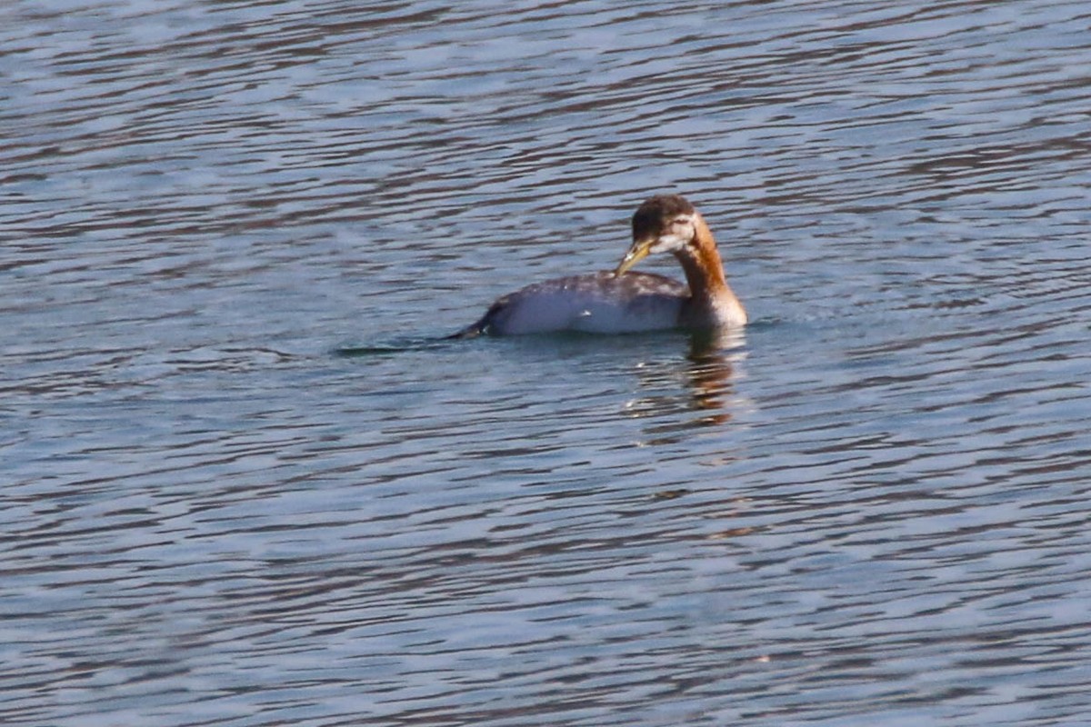 Red-necked Grebe - ML276054671