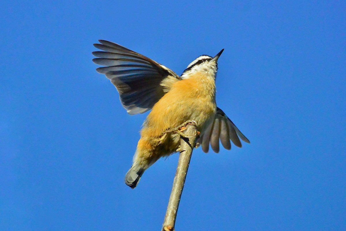 Red-breasted Nuthatch - ML276056961