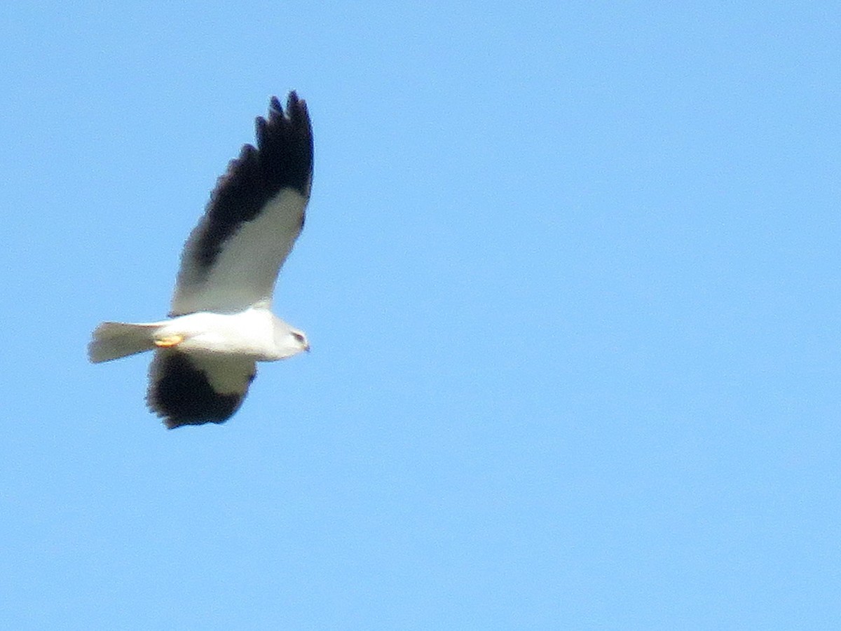 Black-winged Kite - Dorna Mojab