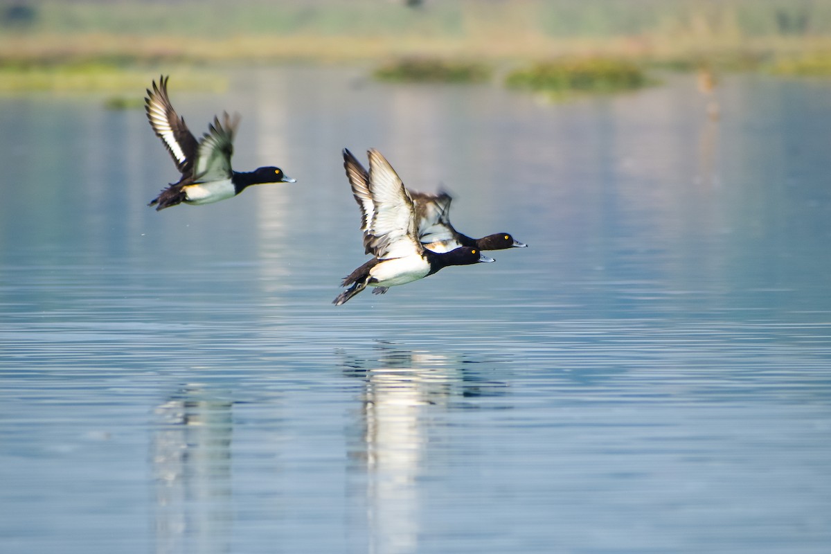Tufted Duck - ML276062591