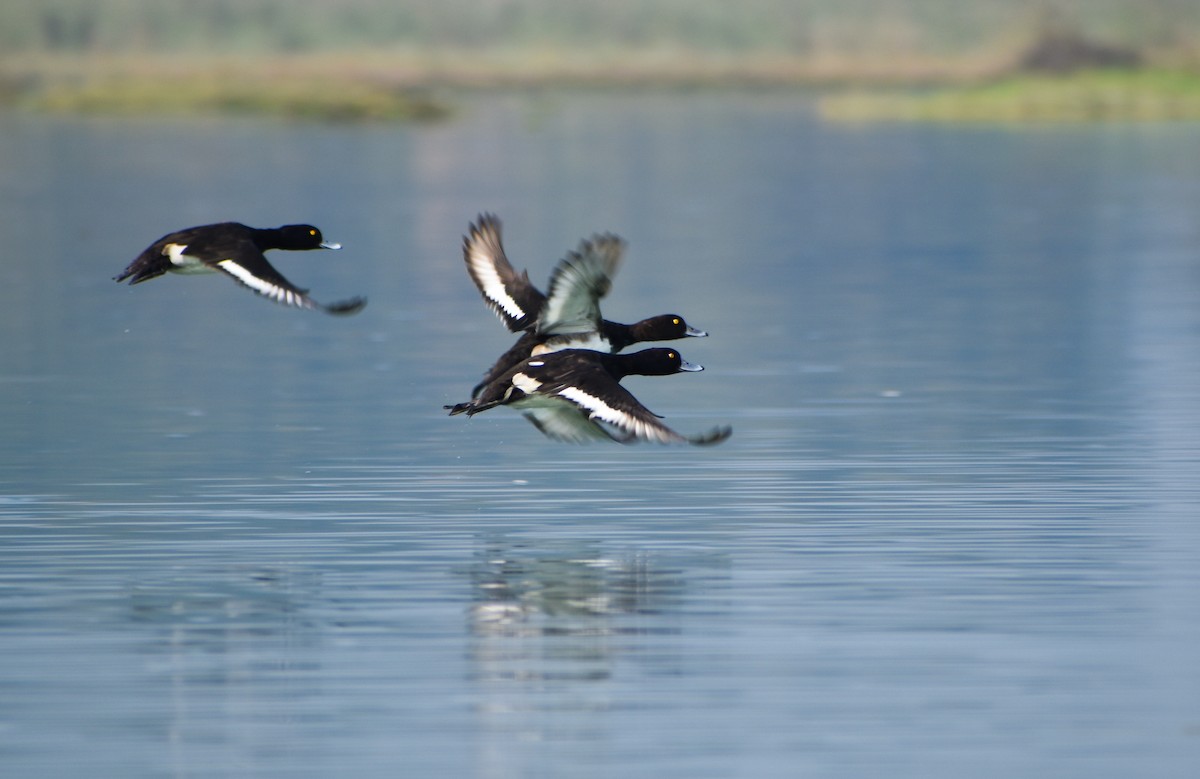 Tufted Duck - ML276062921