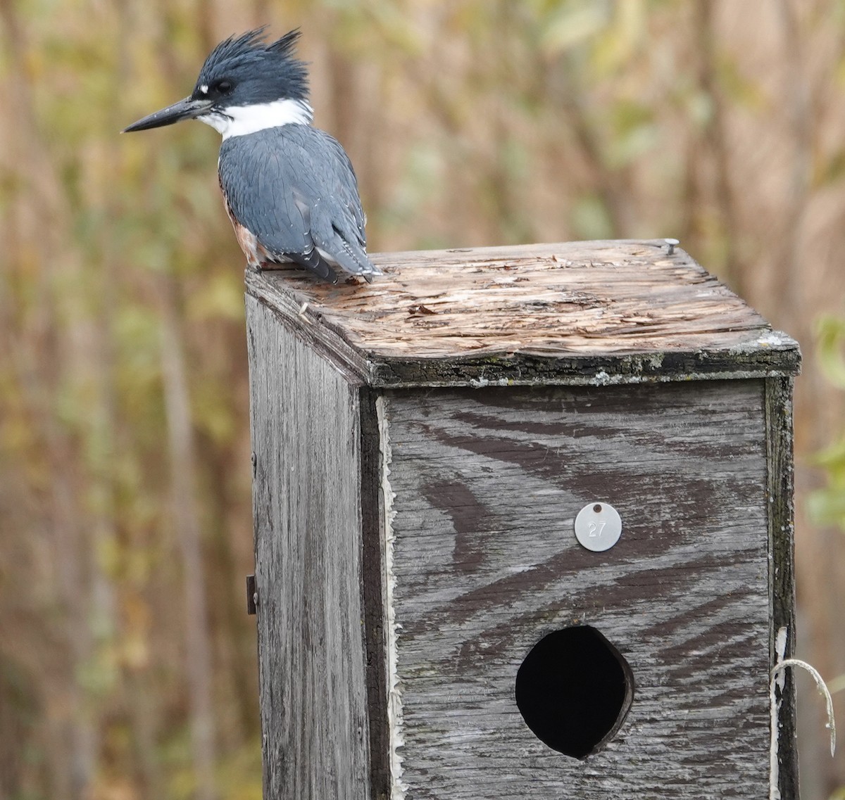 Belted Kingfisher - ML276066611
