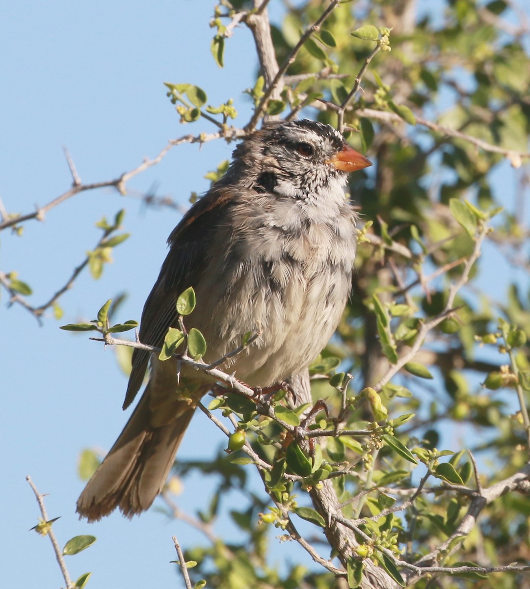 White-crowned Sparrow (Gambel's) - David Stejskal