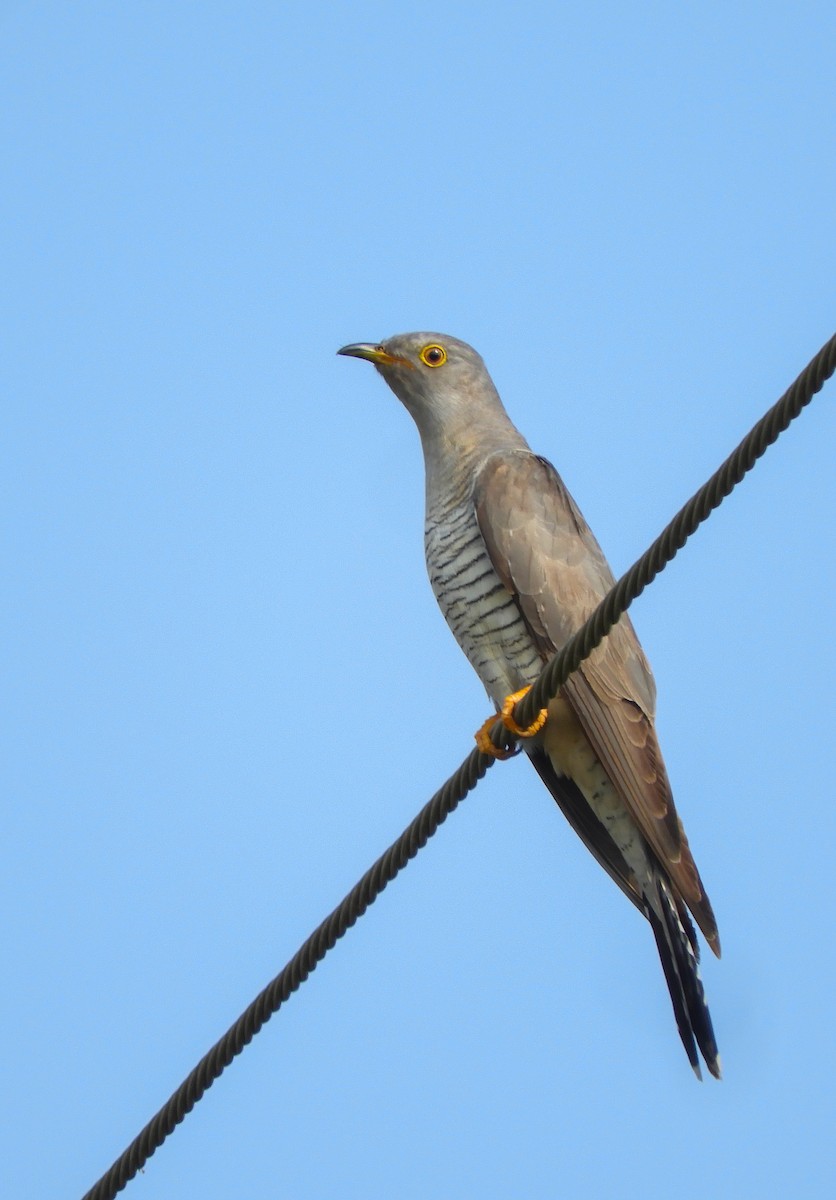 Common Cuckoo - Vikrant Prabhulkar