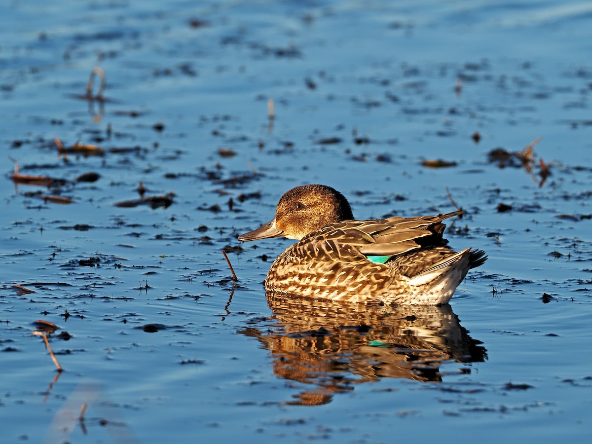 Green-winged Teal - ML276071341