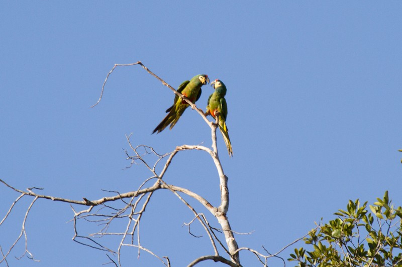 Blue-winged Macaw - Silvia Faustino Linhares