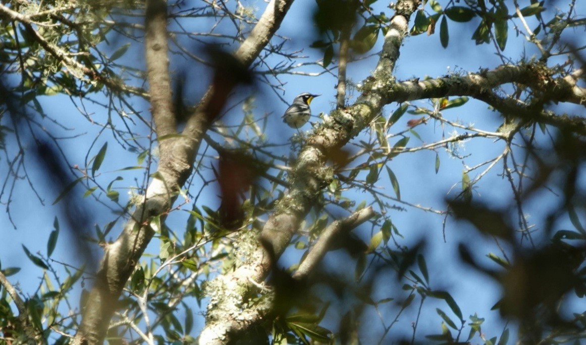 Yellow-throated Warbler - deborah grimes