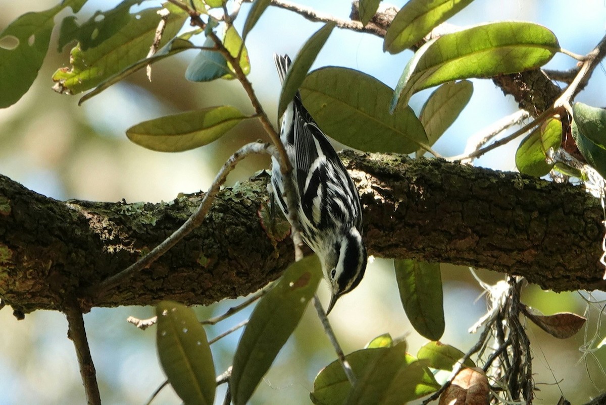 Black-and-white Warbler - ML276074111