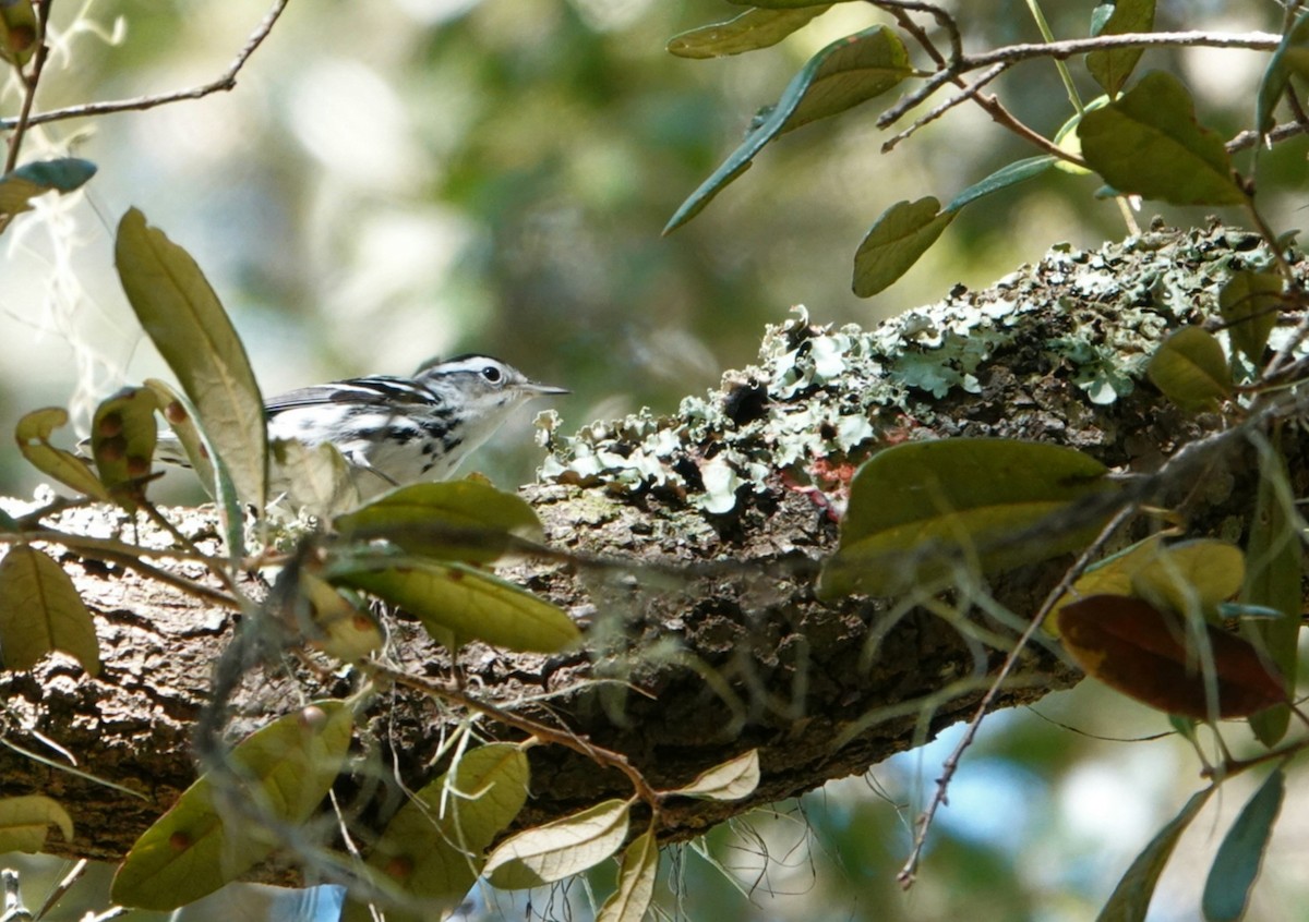 Black-and-white Warbler - ML276074401