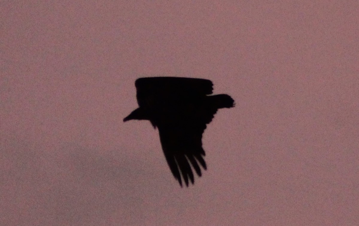 Black Vulture - ML276074861