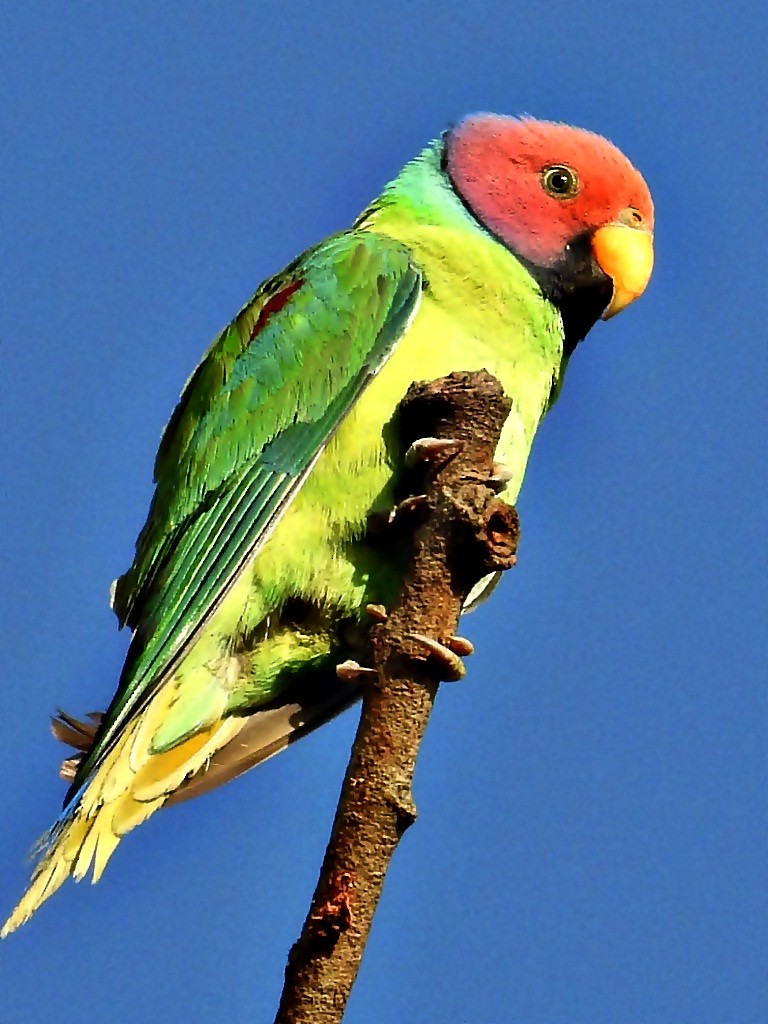 Plum-headed Parakeet - ML27607871