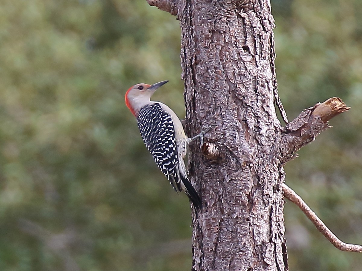 Red-bellied Woodpecker - ML276079961