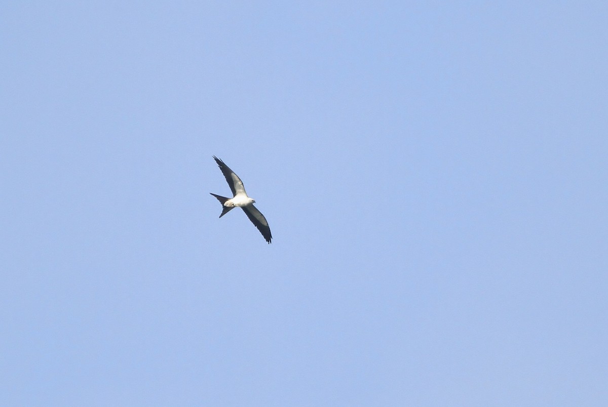 Swallow-tailed Kite - Alex Lamoreaux