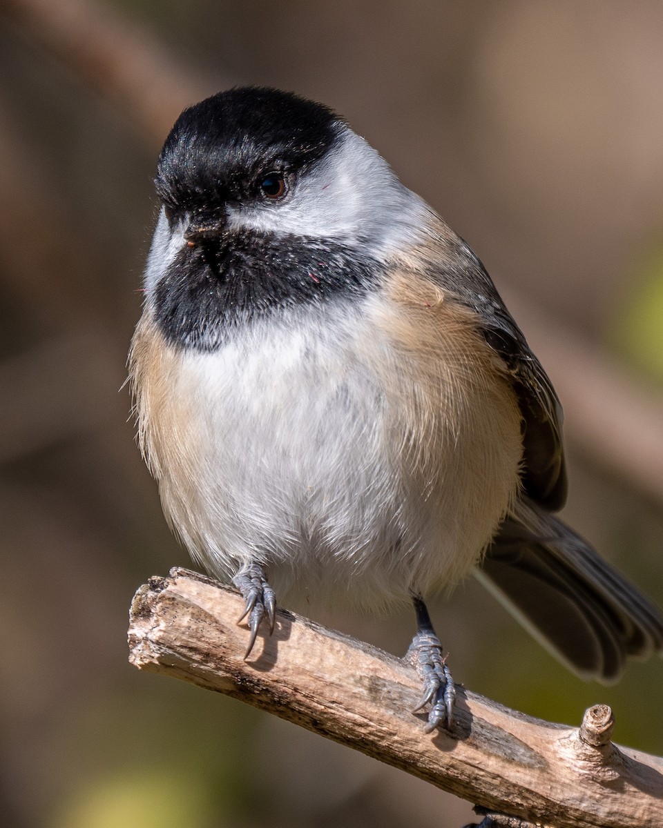 ML276090921 - Black-capped Chickadee - Macaulay Library