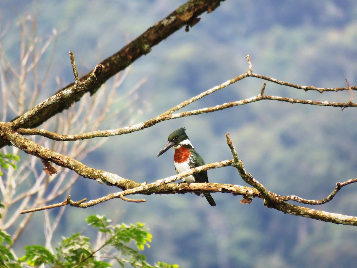 Amazon Kingfisher - Fernando Angulo - CORBIDI