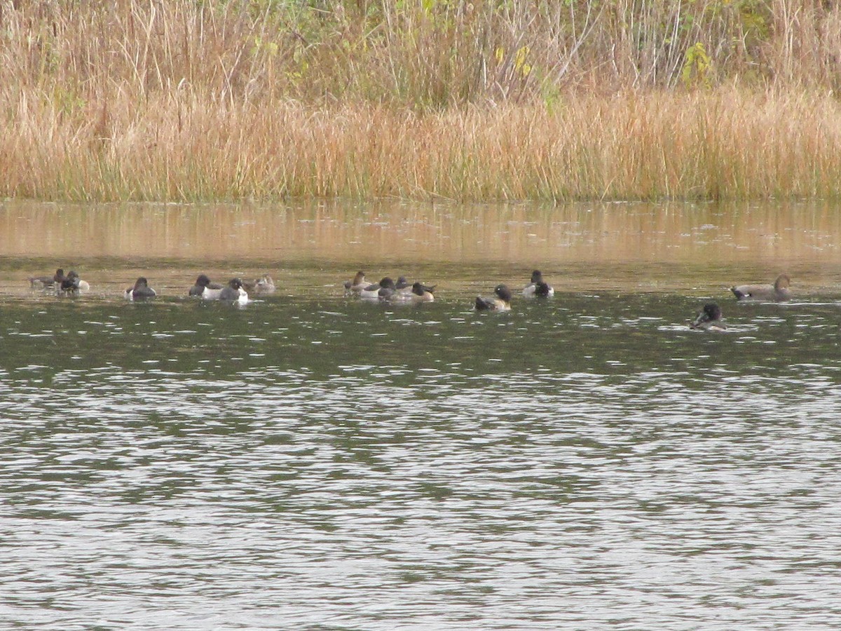 Greater/Lesser Scaup - ML276102581