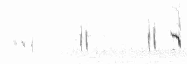 fjelldverglerke (erlangeri) - ML276104