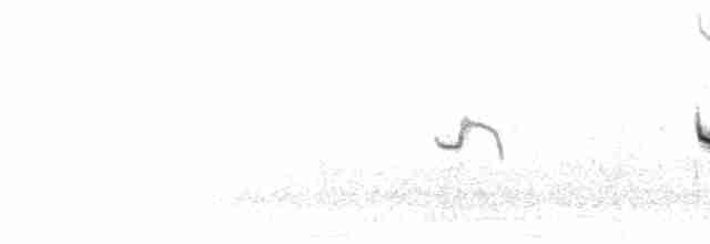 Жайворонок ефіопський (підвид erlangeri) - ML276105