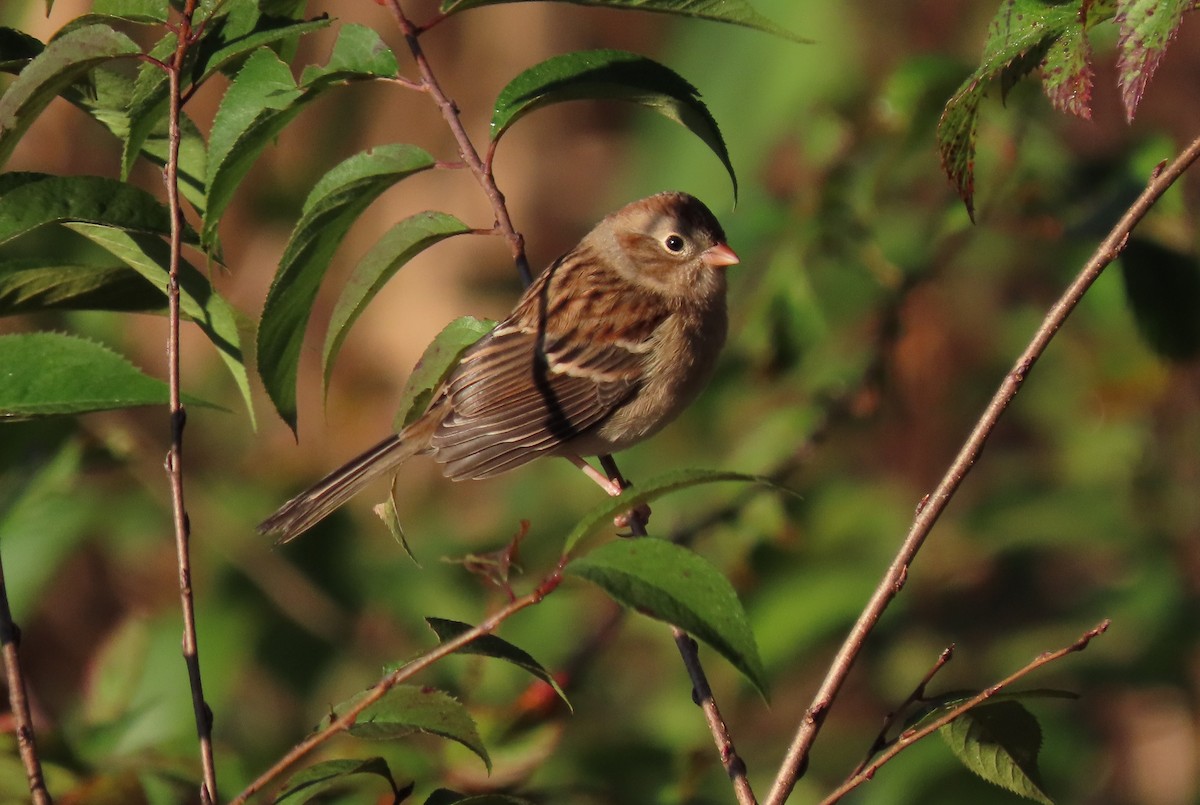 Field Sparrow - ML276105631