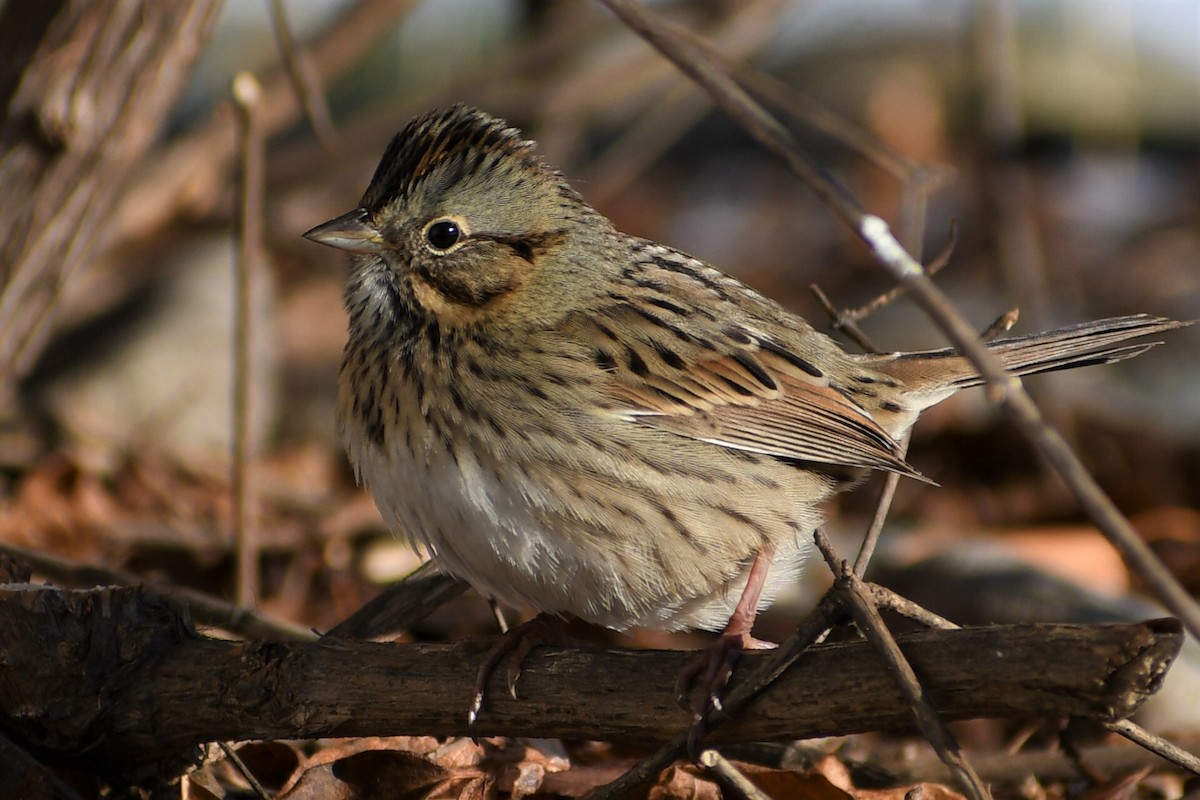 Lincoln's Sparrow - Timothy Piranian