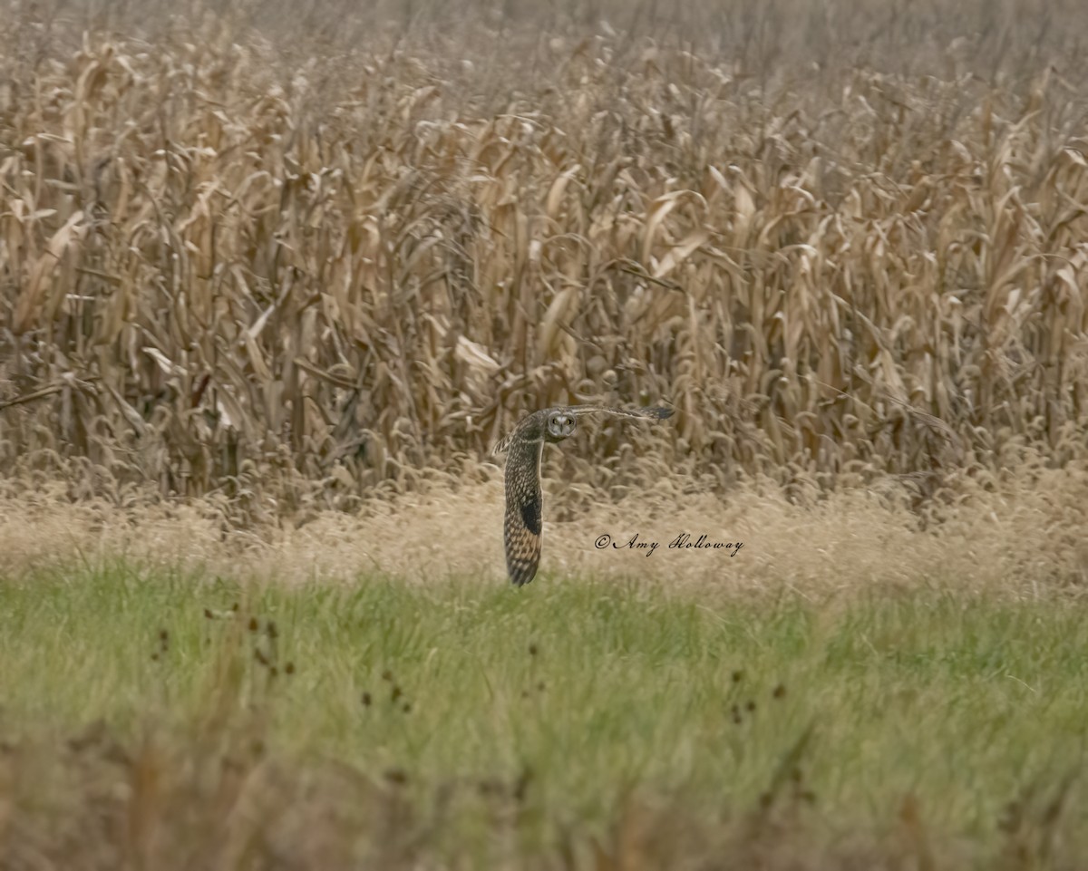 eBird Checklist 30 Oct 2020 Killdeer Plains Wildlife AreaPond 30