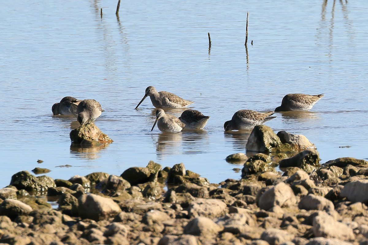 Long-billed Dowitcher - ML276117071