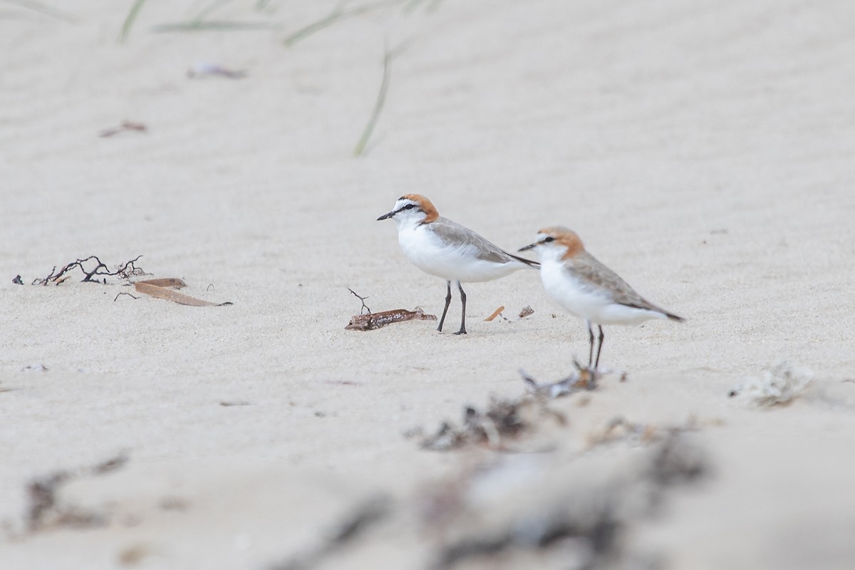 Red-capped Plover - Ramit Singal