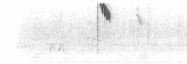 bergtrost (abyssinicus gr.) - ML276123