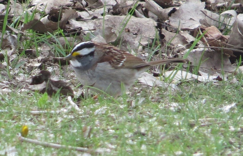 White-throated Sparrow - ML27612381
