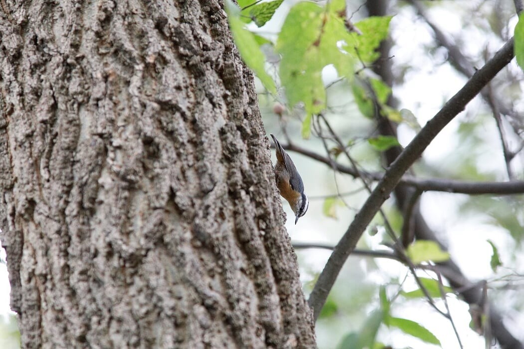 Red-breasted Nuthatch - Tammy Conklin