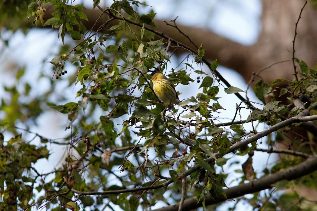 Cape May Warbler - ML276126661