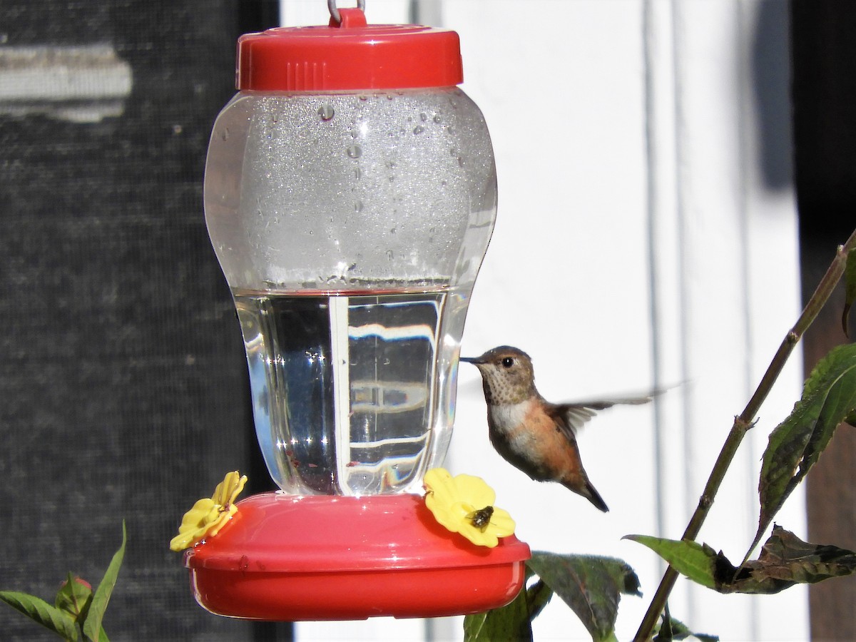 Rufous Hummingbird - ML276132211