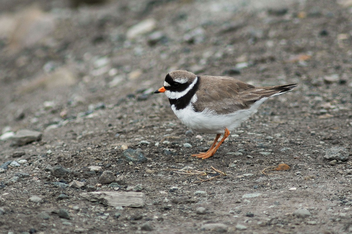 Common Ringed Plover - ML276135511
