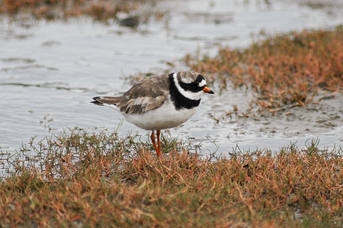 Common Ringed Plover - ML276135551