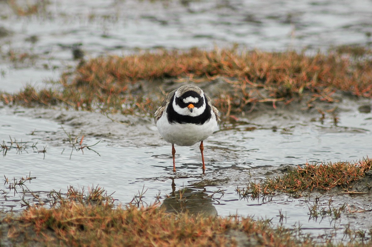 Common Ringed Plover - ML276135571