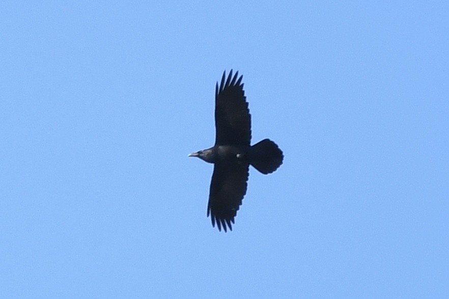 Common Raven - ML276136761