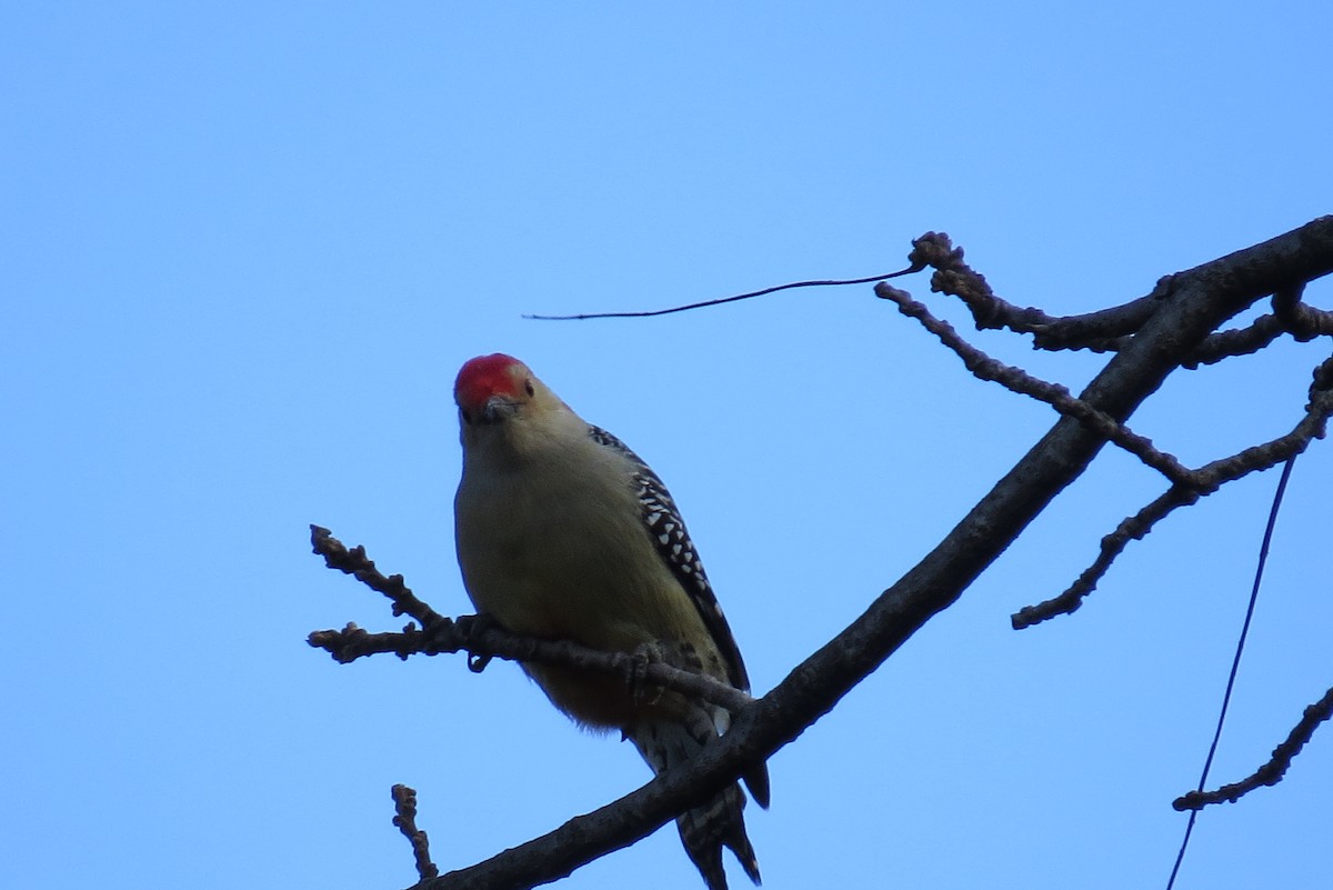 Red-bellied Woodpecker - ML276137521