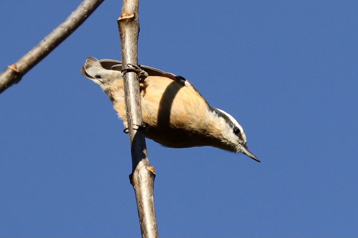 Red-breasted Nuthatch - ML276137881