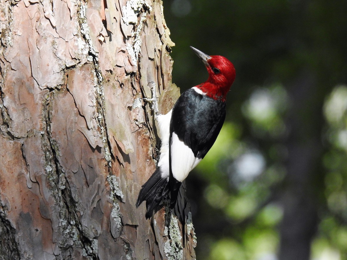 Red-headed Woodpecker - ML276138461