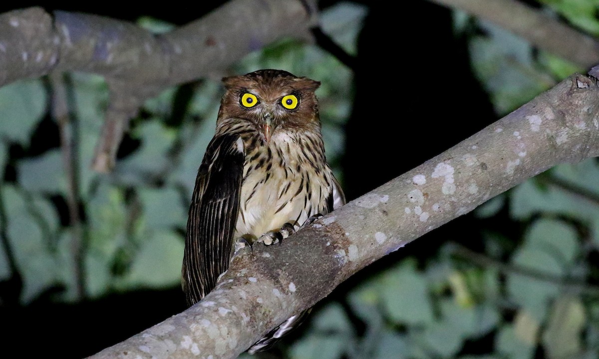 Philippine Eagle-Owl - ML276138611