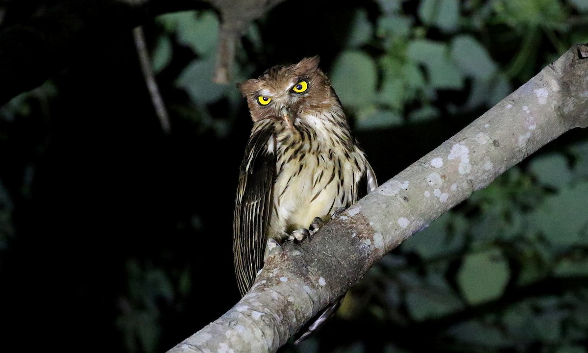 Philippine Eagle-Owl - ML276138621