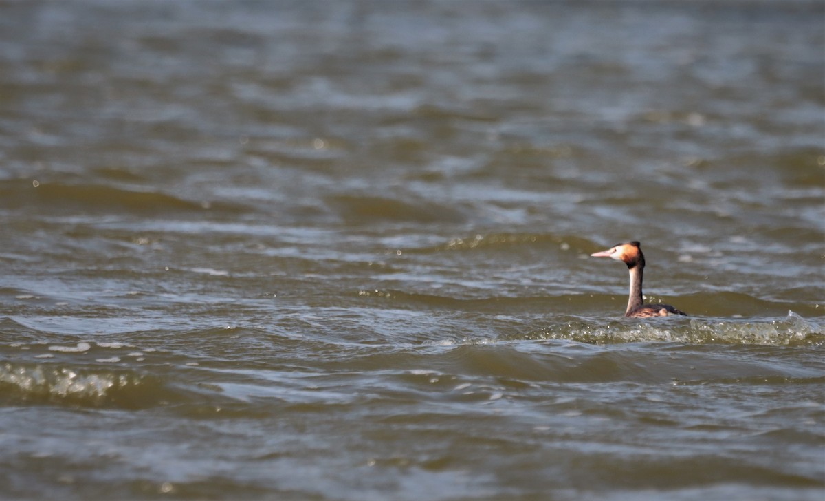 Great Crested Grebe - ML276139491